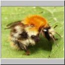 Bombus pascuorum - Ackerhummel 10.jpg